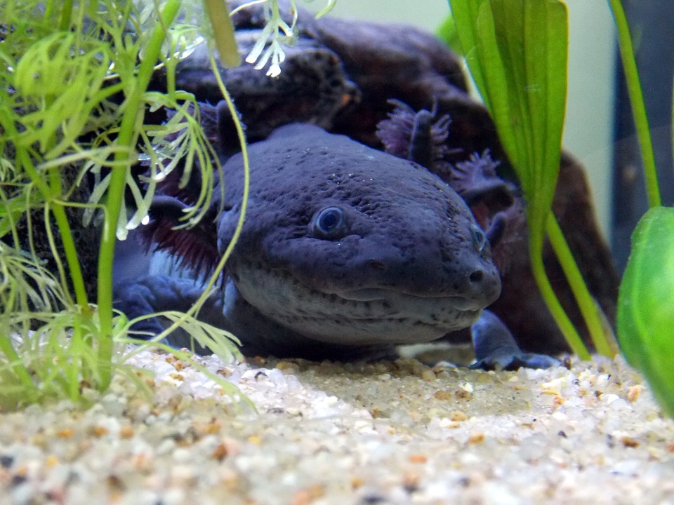 What Do Axolotls Eat?
