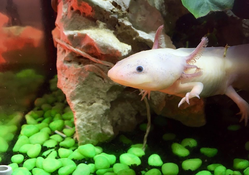 Axolotl Lifespan: Are They in the Brink of Extinction?