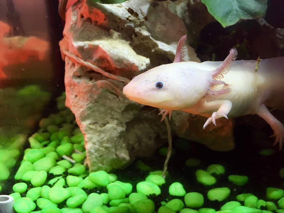 axolotl-lifespan-are-they-in-the-brink-of-extinction