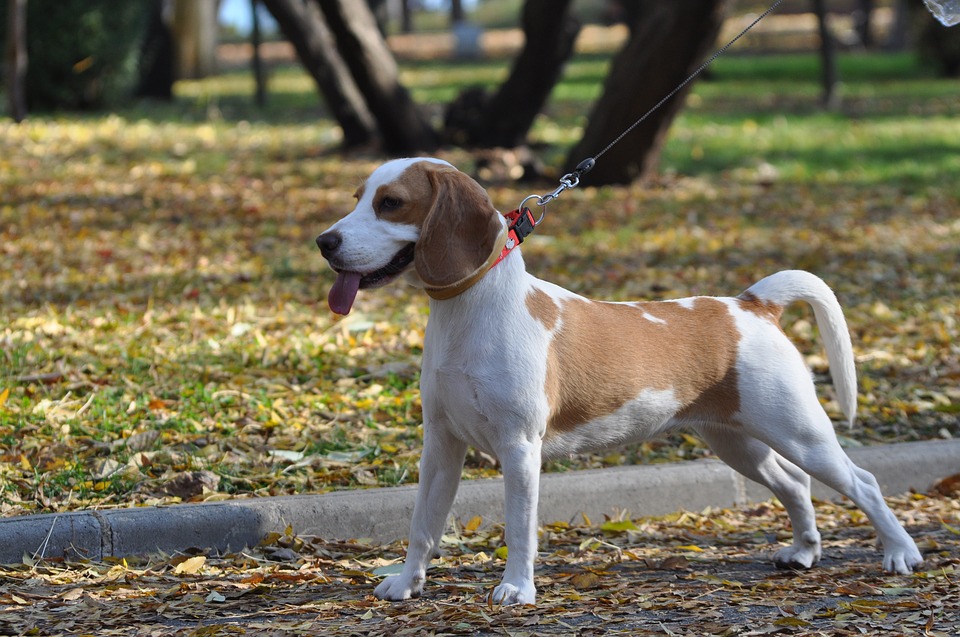 Beagle Colors and their Varieties