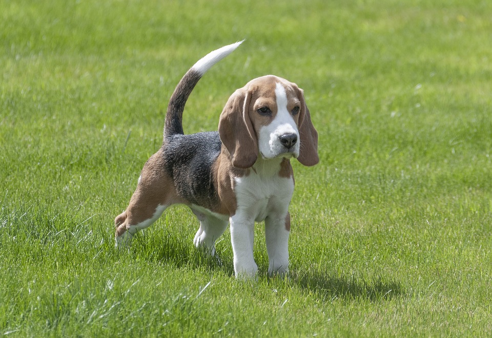 Beagle Puppies for Adoption
