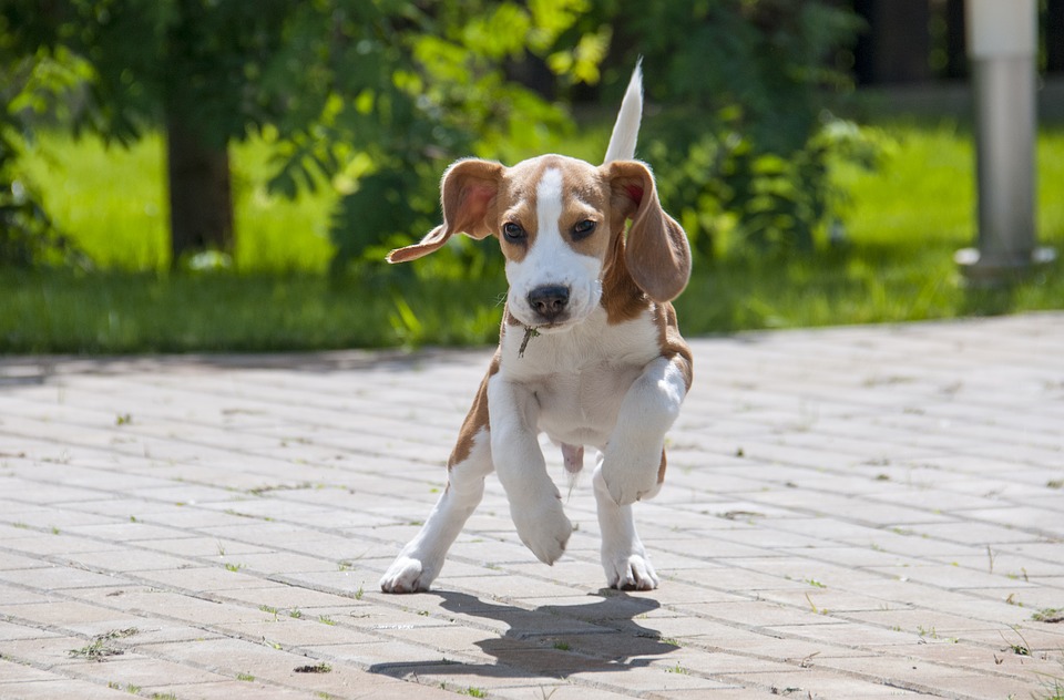 Beagle Temperament Pros and Cons