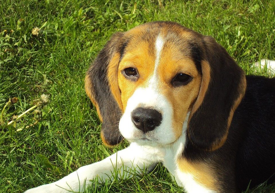 Mini Beagle Price, Is it Worth It?
