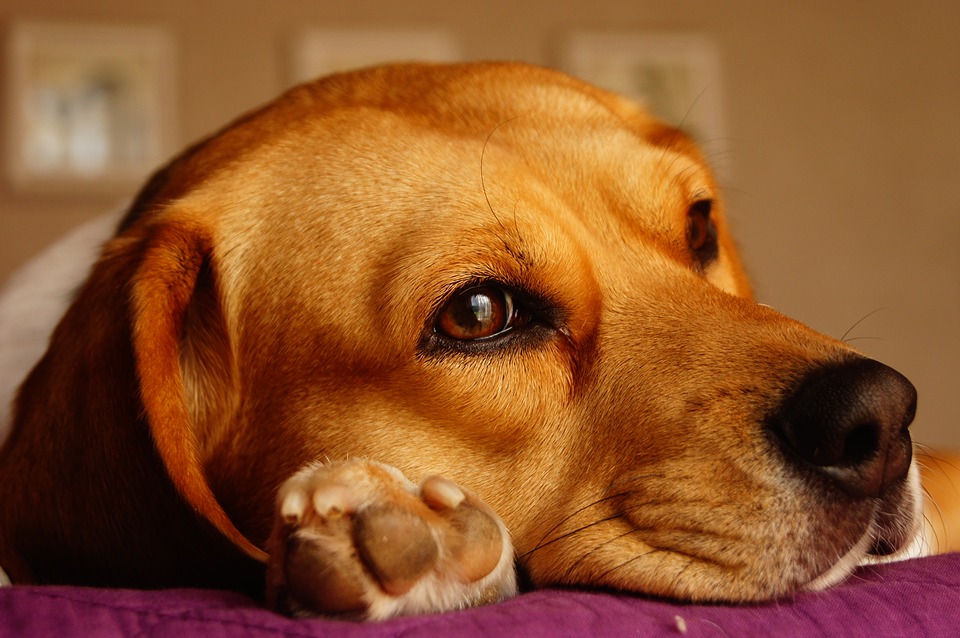 Beagle Lifespan and Its Major Health Threat