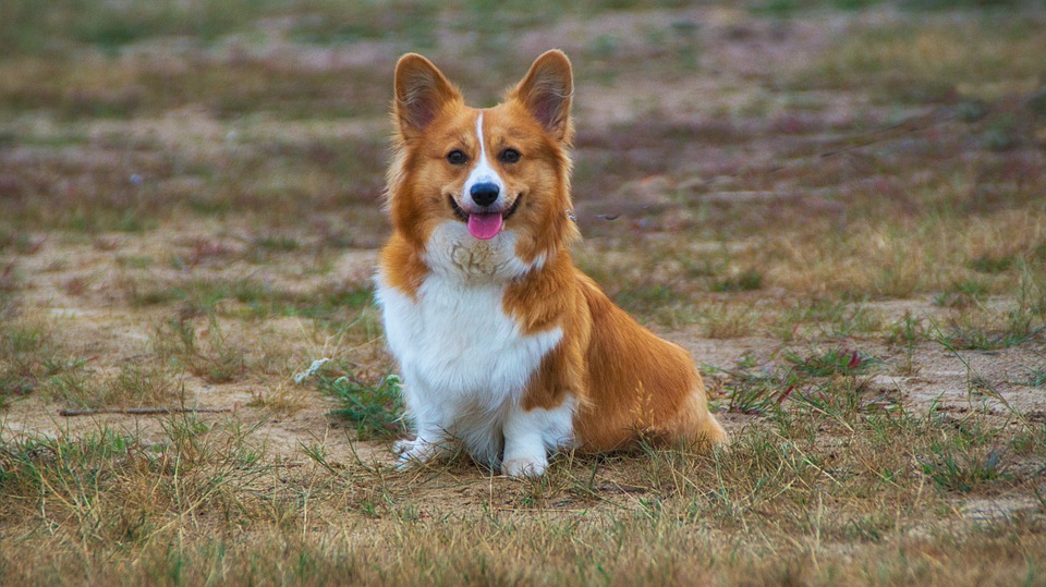 All About Your Corgi’s Weight