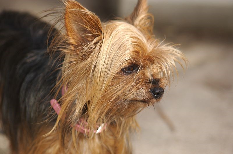 , Chapter One: Teacup Yorkie in Focus, Teacup Yorkie