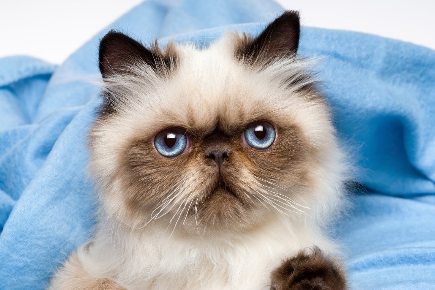 , Chapter One: Teacup Persian Basics, Teacup Persian Cats