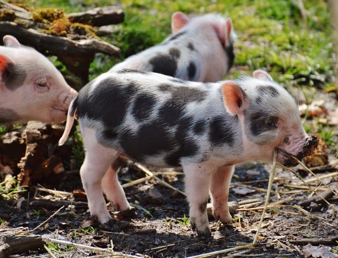 Ideal Habitat for Mini Pigs