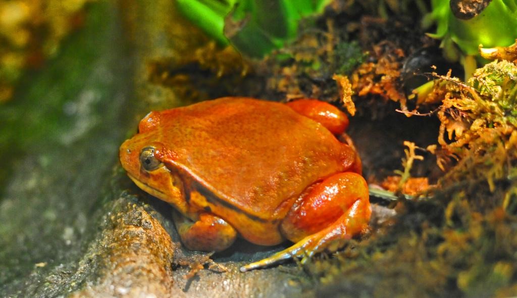 Where can I purchase a Tomato Frog?