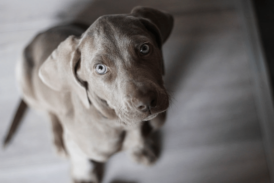 How to Choose a Reputable Weimaraner Breeder