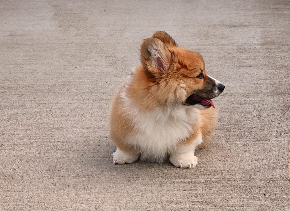 Corgi Price and Other Factors Before You Acquire One