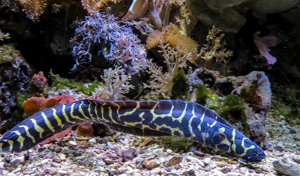 How Many Species of Eels Are There?