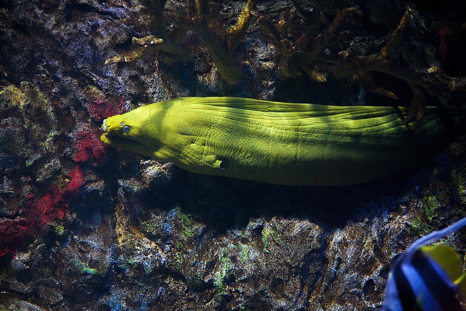 Eel Habitat of Moray Eels