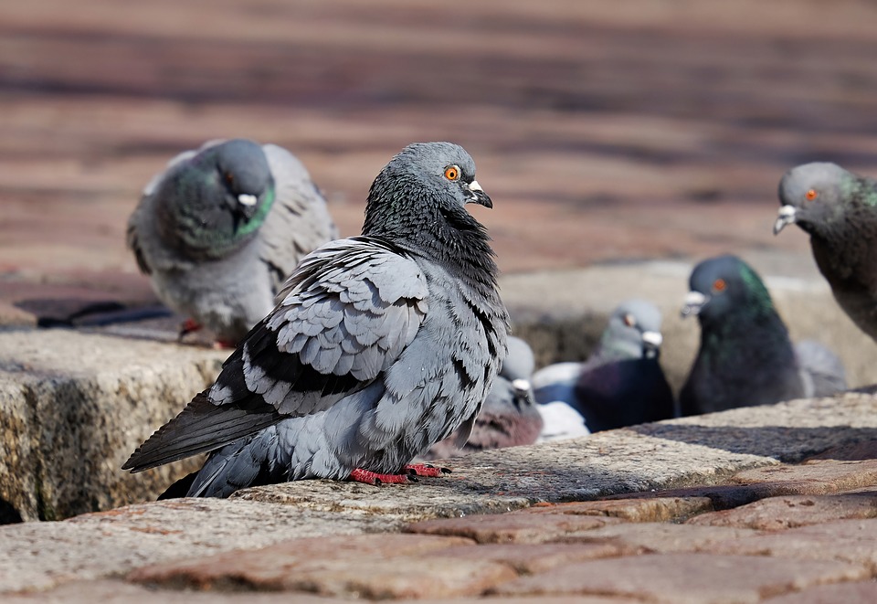 Pet Pigeons in Focus