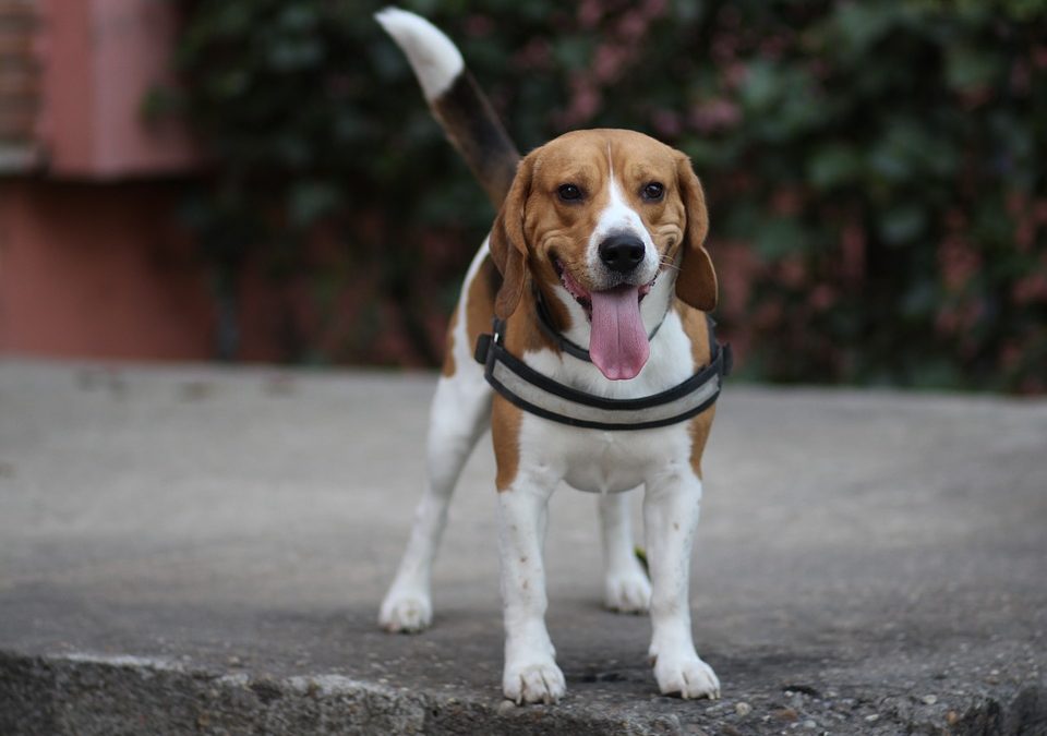 Beagle Personality and Traits