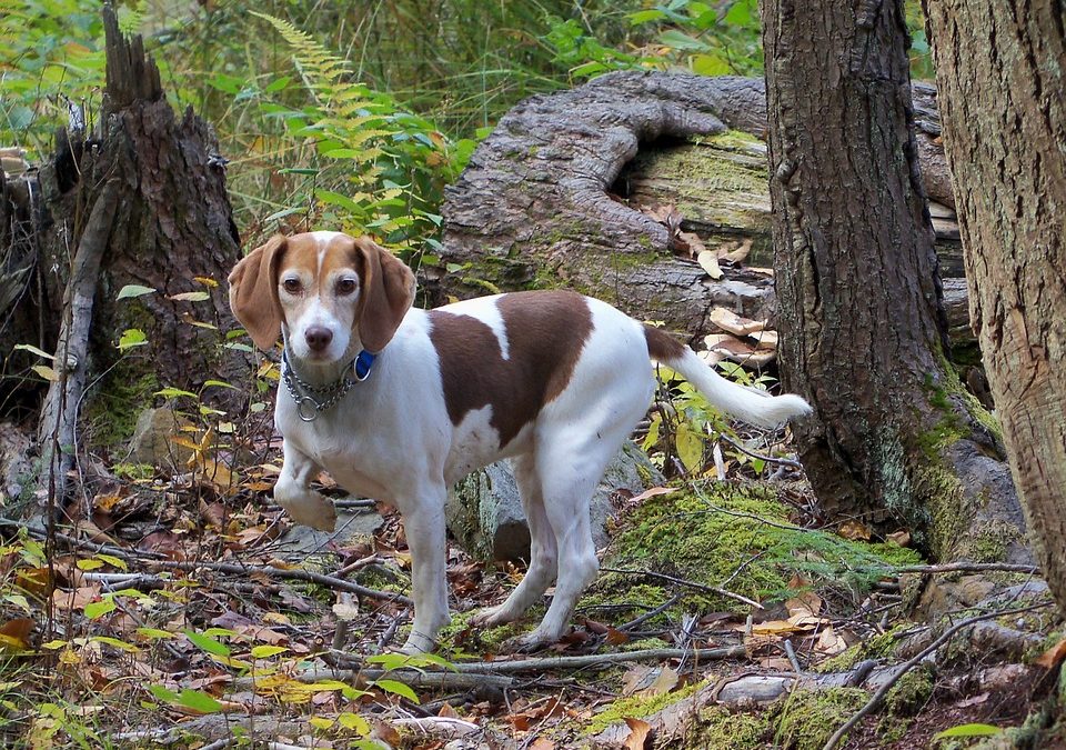 Distinctive Features of the Beagle Breed