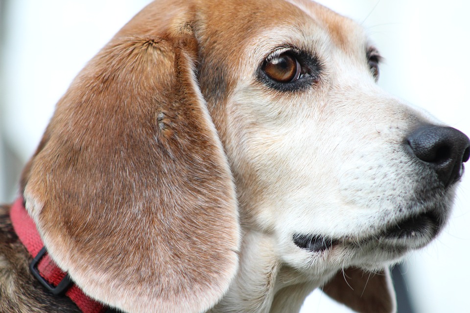 Beagle Names for Your Pet