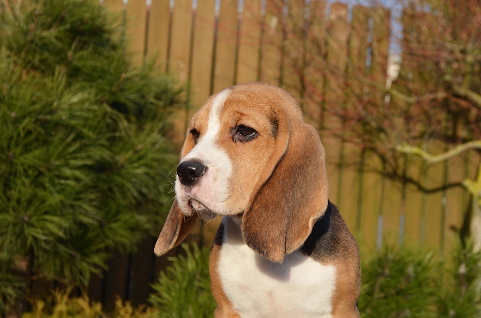 Beagle Size and Showing Qualities