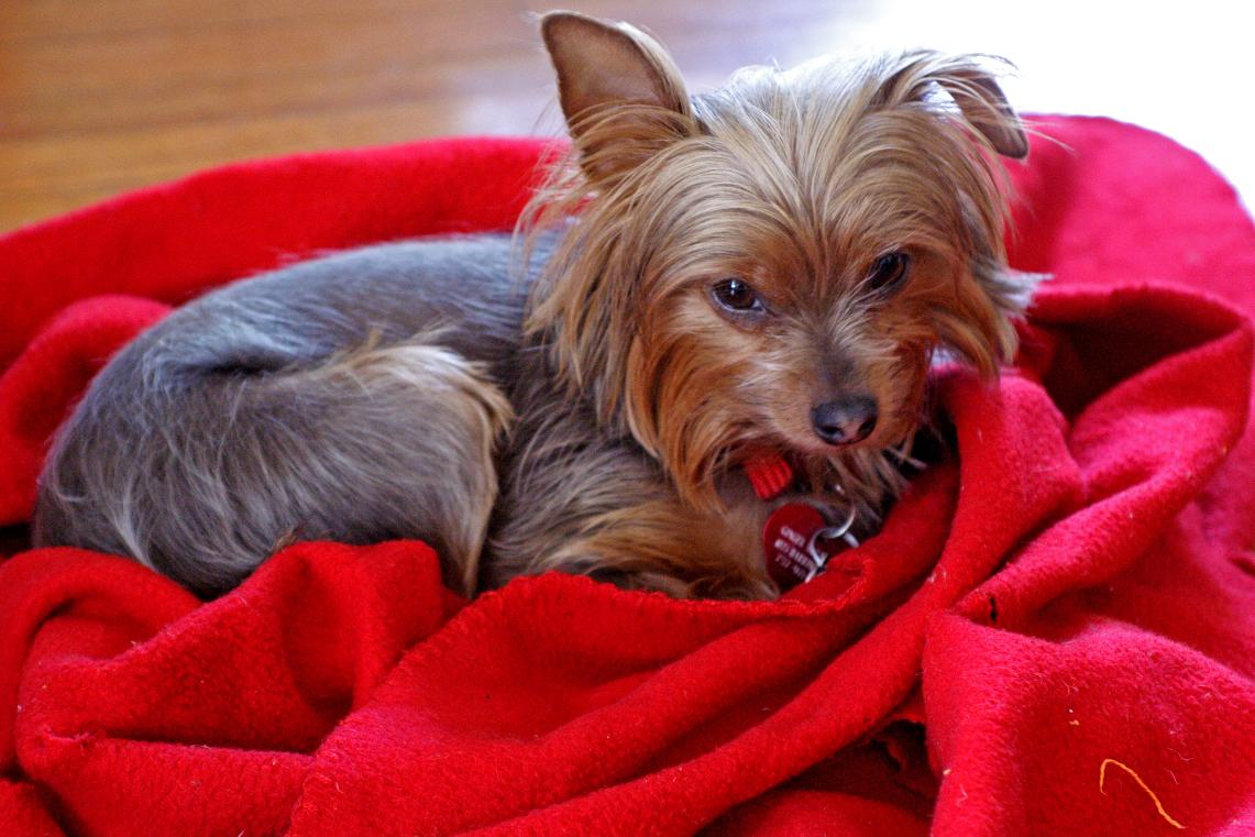 Yorkie Dog Attributes