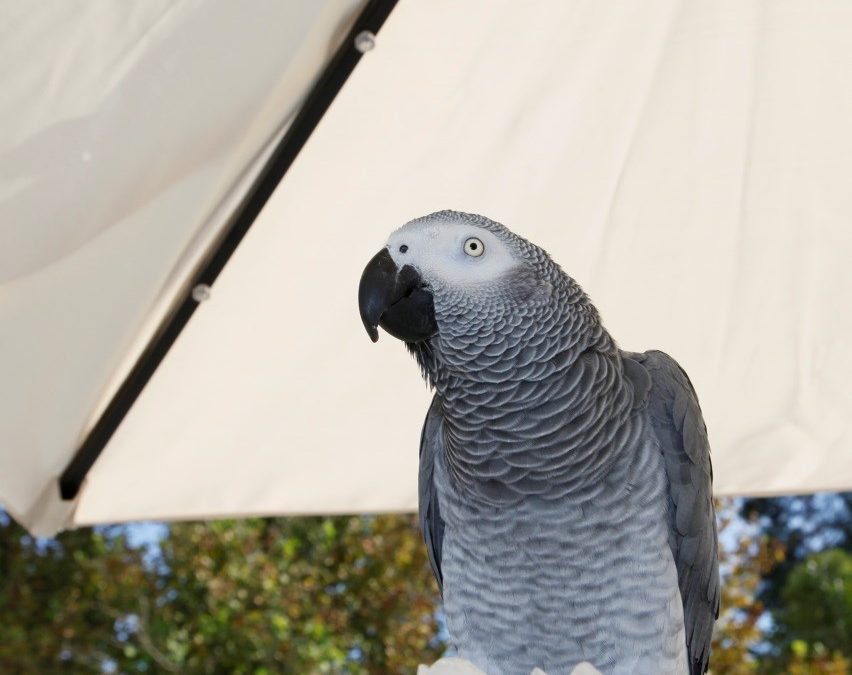 Tips for Training Your African Grey