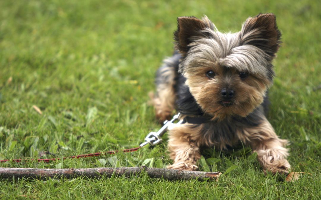 Yorkie Rescue and Adoption Tips
