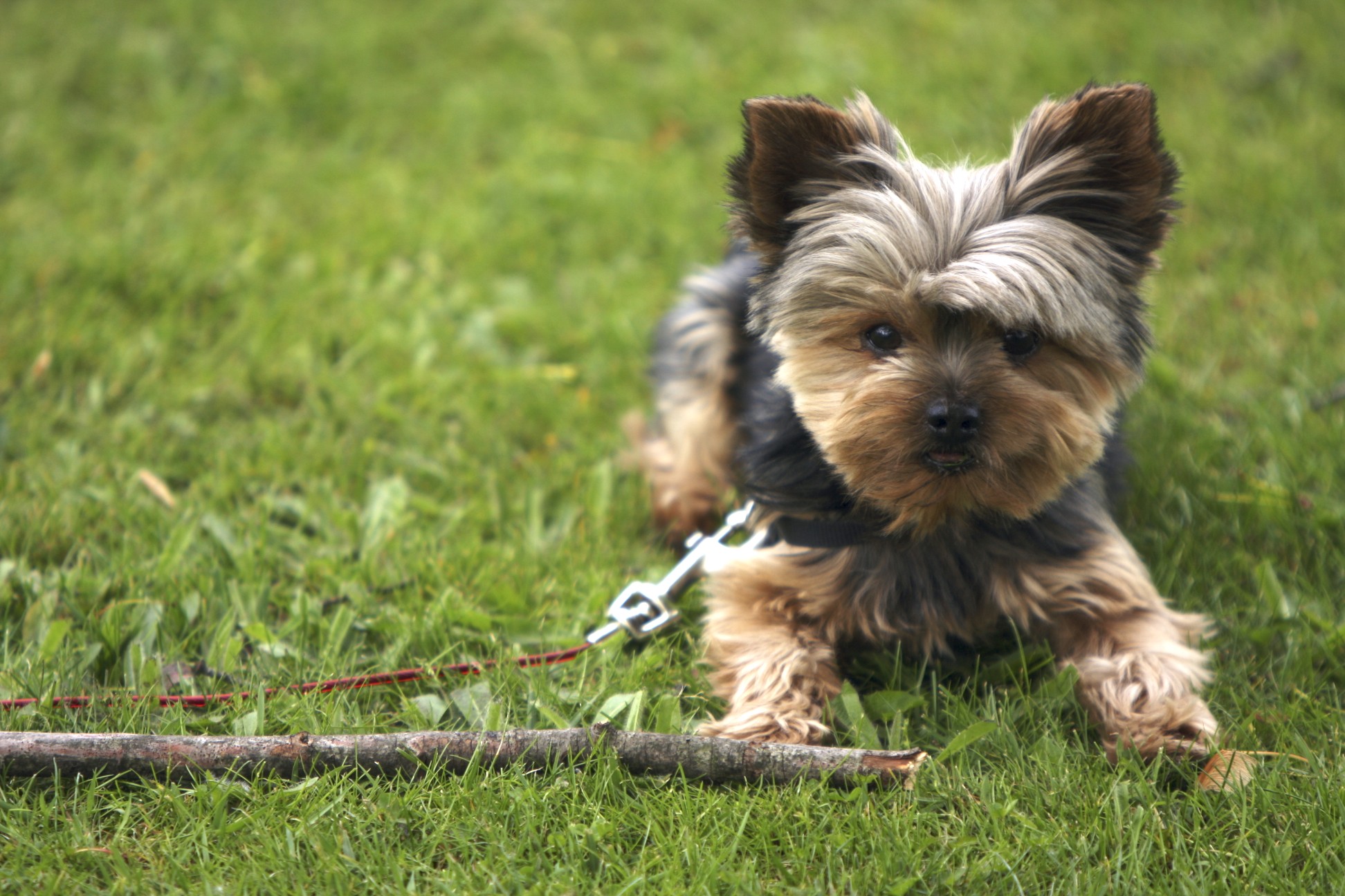 Yorkie Rescue And Adoption Tips   4622623802 B3e4ae4c02 O 