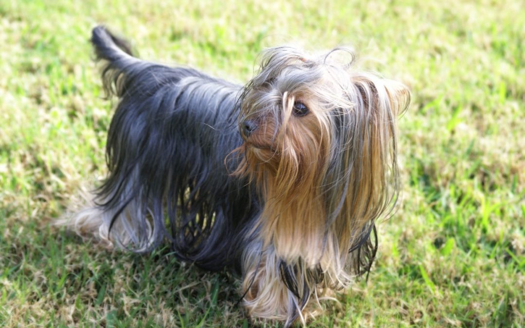Different Types of Yorkie Haircuts