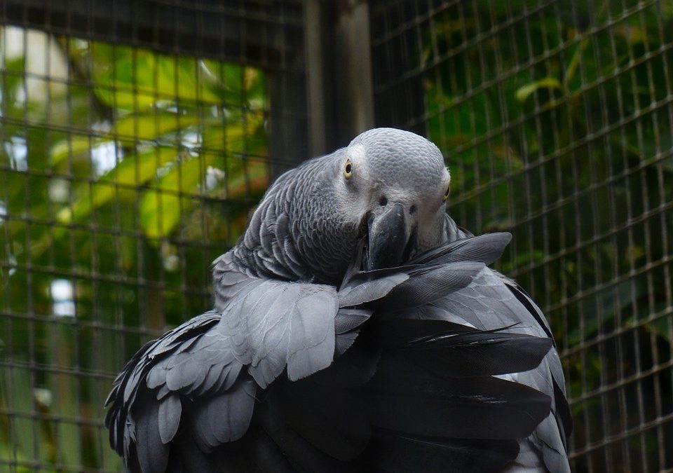 Trimming Your African Grey’s Nails