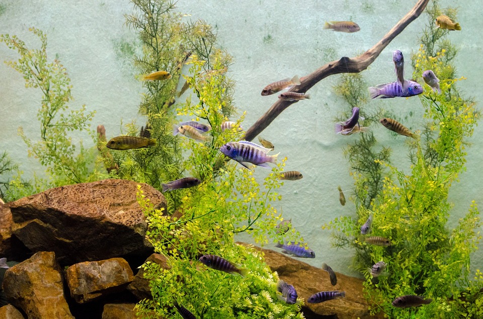Water Quality for Aquatic Saltwater Fish