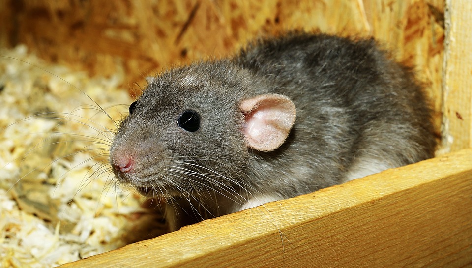 Are You Considering a Pet Rat?