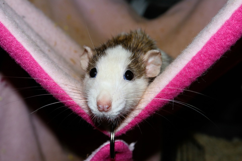 Housing and Introducing Your Pet Mouse