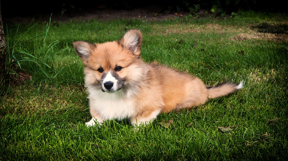Corgi Puppy Training: What You Need To Know