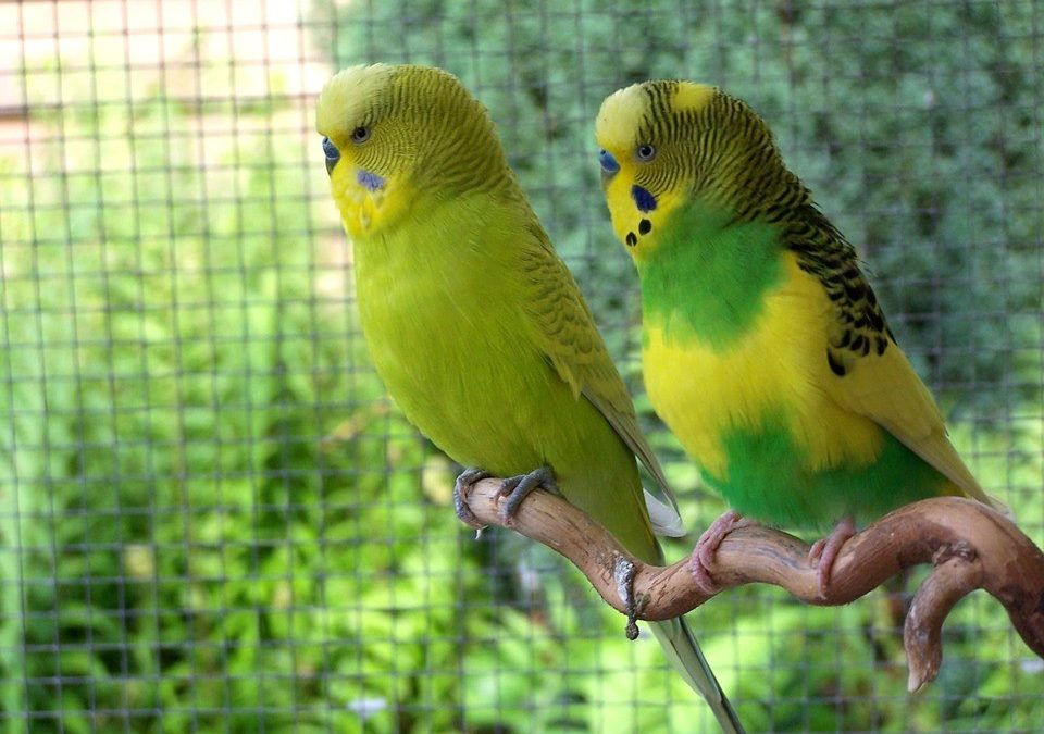 Pros and Cons of Budgerigars