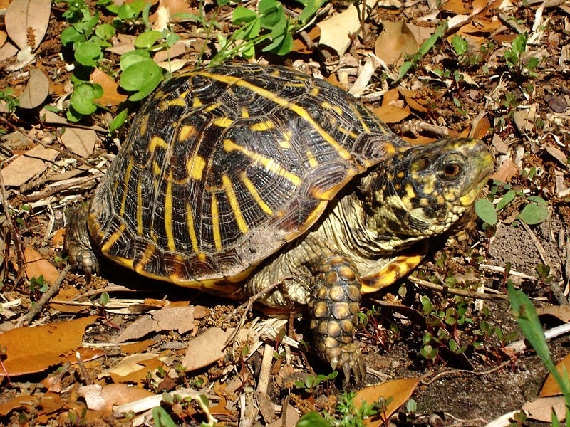 How to Choose a Reputable Box Turtle Breeder