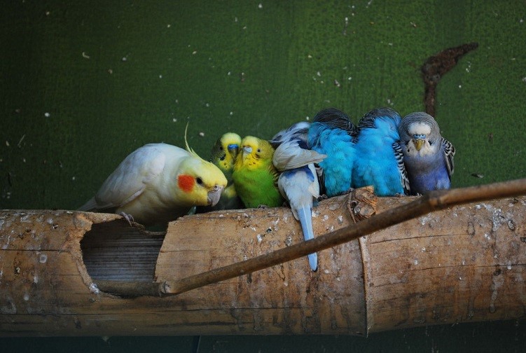 Budgerigars Behavior with Other Pets