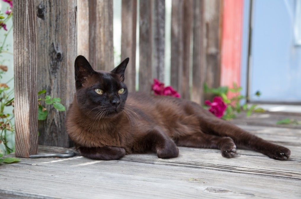 Environmental Requirements for Burmese Cats