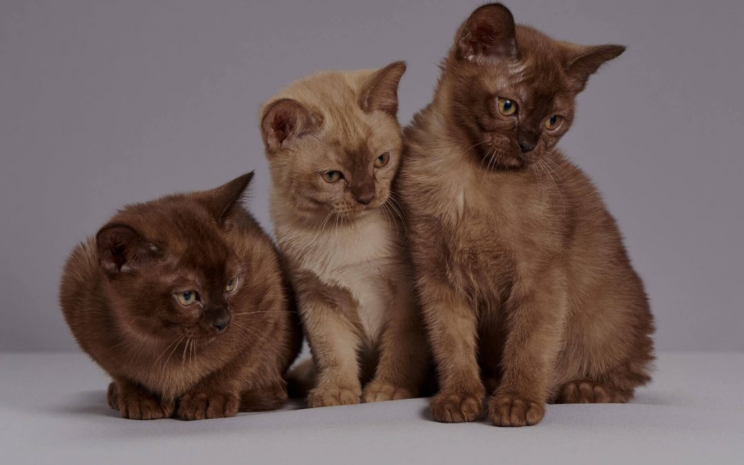 Why Are Burmese Cats So Affectionate?