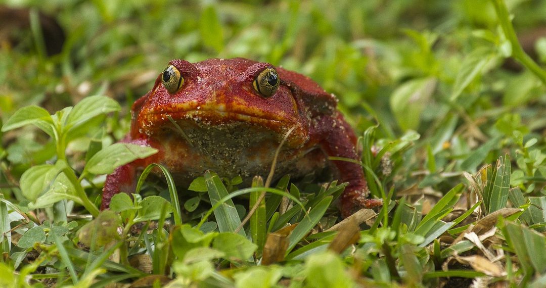 Where to Buy a Tomato Frog?