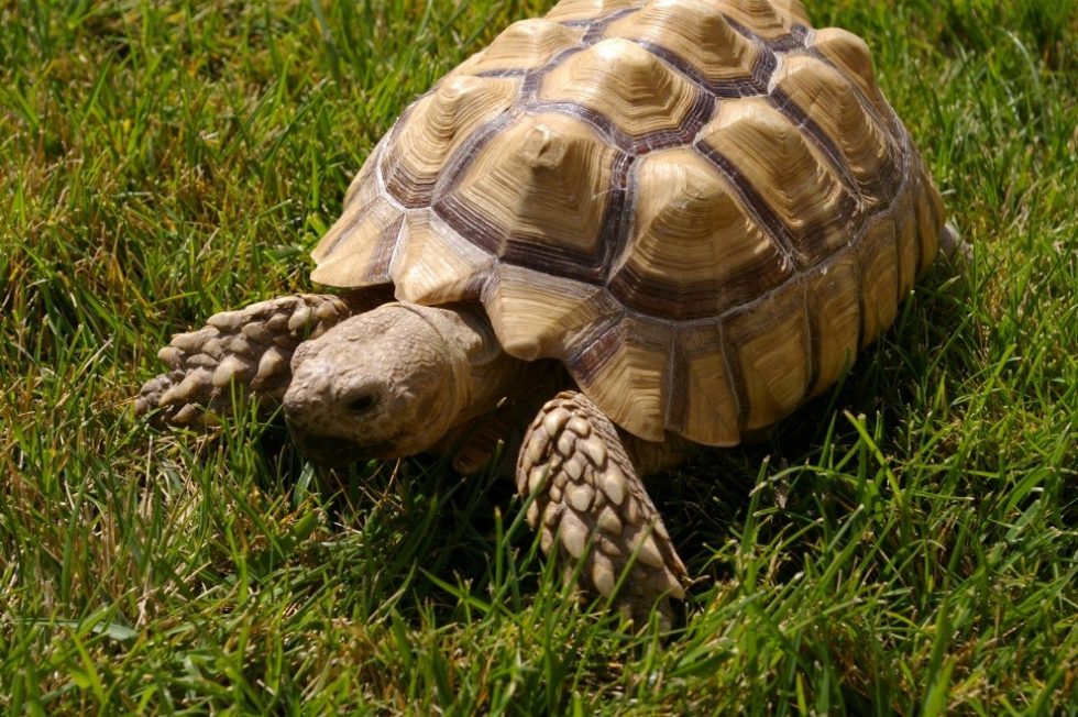 Tortoise Prolapses