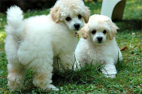Tips for Bathing and Grooming Toy Poodles