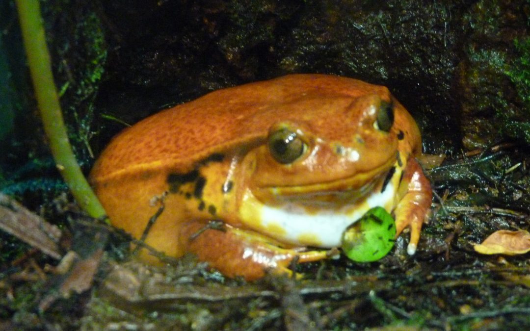What Are Tomato Frogs?