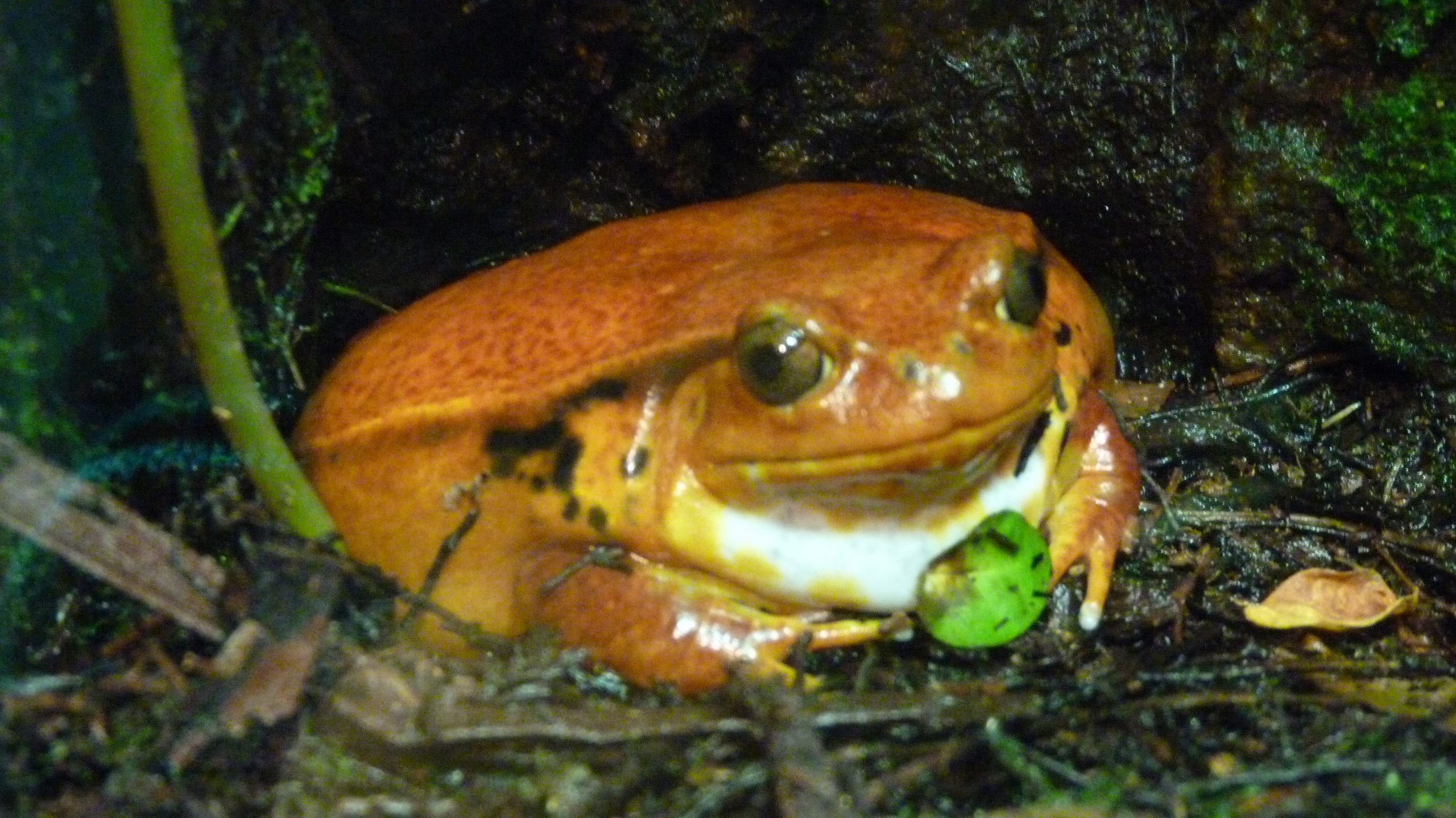 What Are Tomato Frogs?