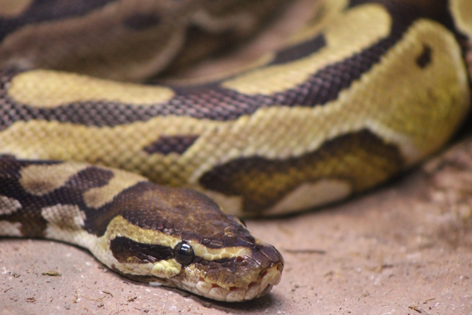 What is a Ball Python?