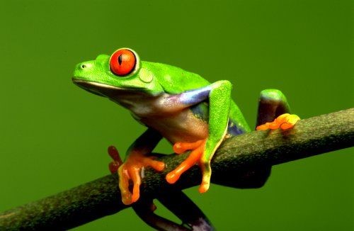 Basic Red-eyed Tree Frog Information