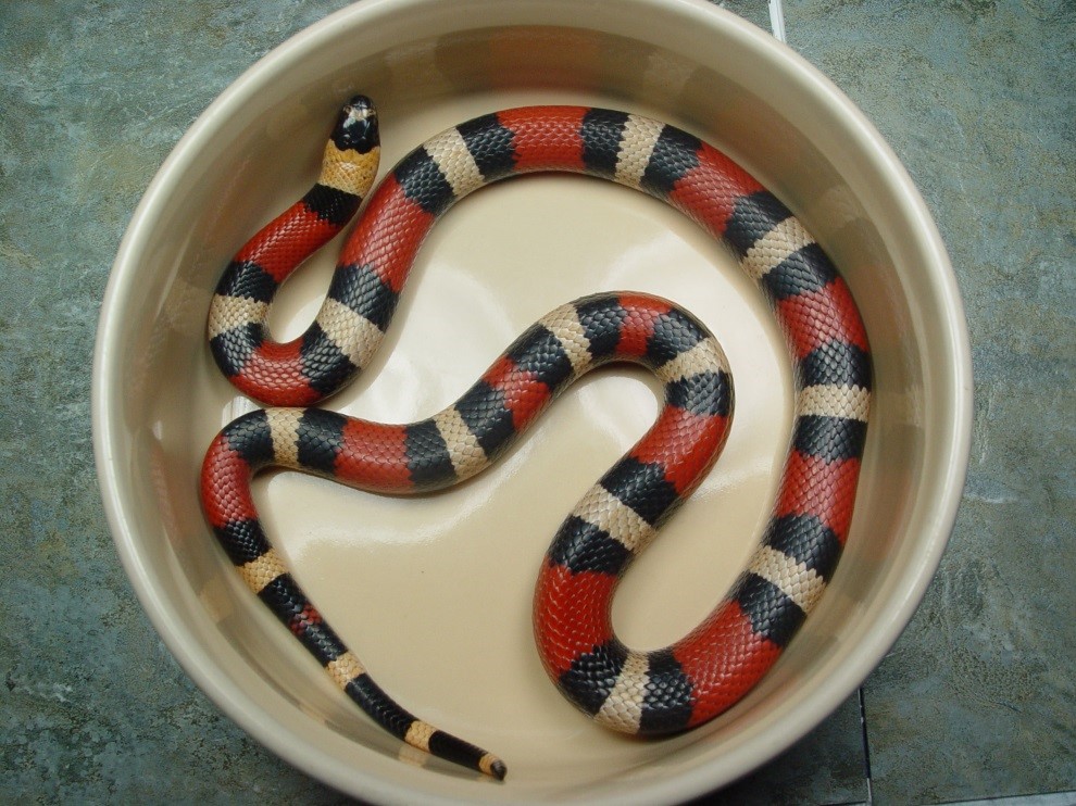 Feeding Guidelines Your Pueblan Milk Snake - Feeding Guide For Milk Snakes