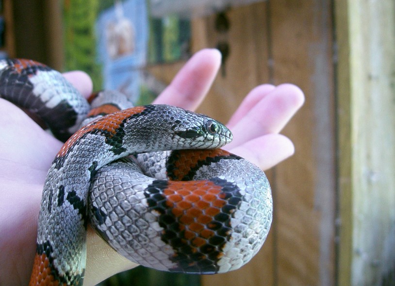 Caring Tips for Your Pueblan Milk Snake