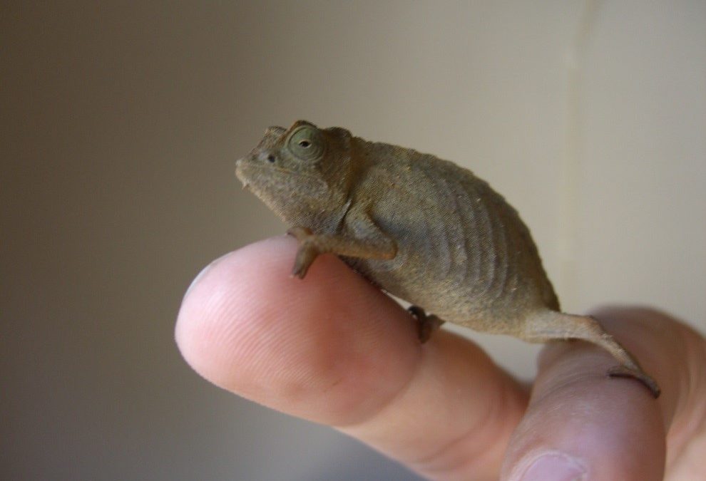 Raising Baby Pygmy Leaf Chameleons