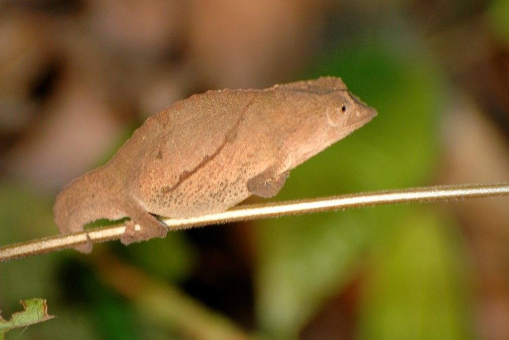 Signs of a Healthy Chameleon: