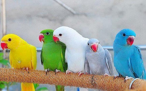 Ringneck Parakeets Behavior with other pets