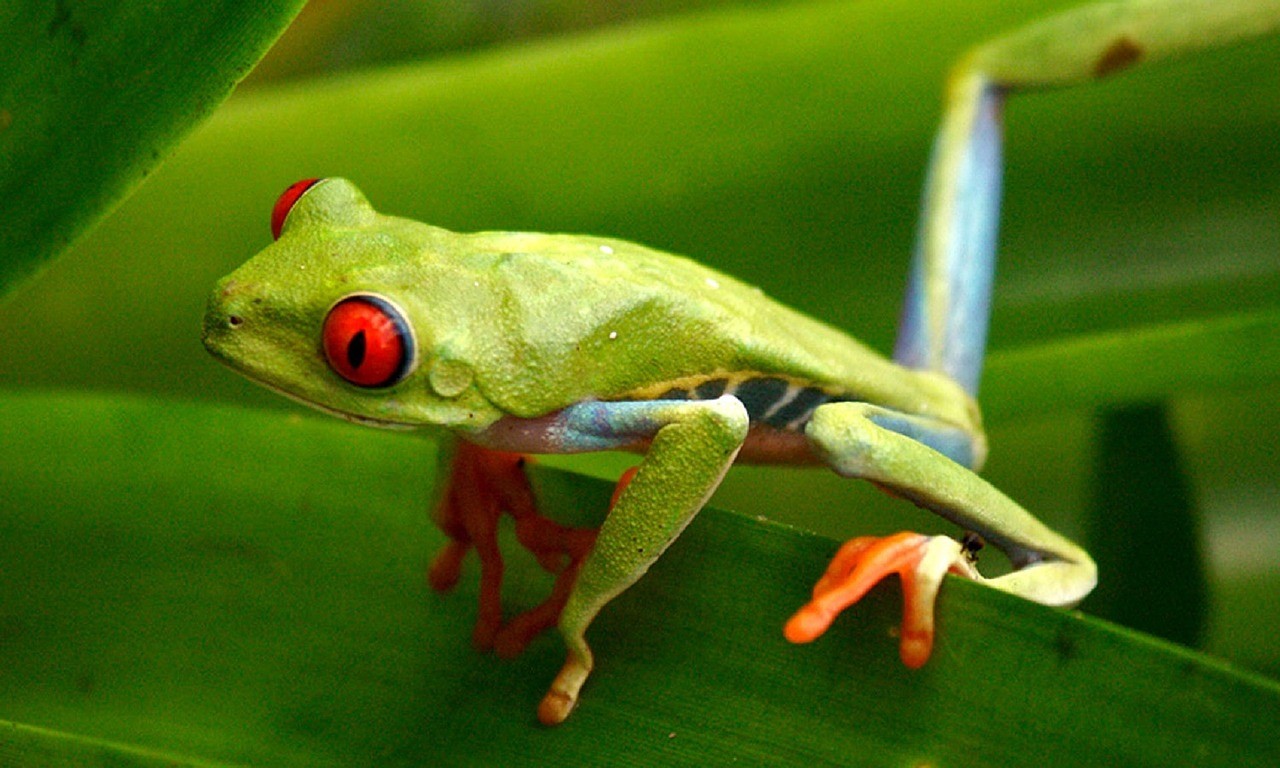Setting Up The Red eyed Tree Frog Habitat